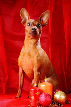 迷你杜賓犬在紅色背景。迷你杜賓犬（zwergpinscher；Min Pin）是一個小的狗的品種的犬