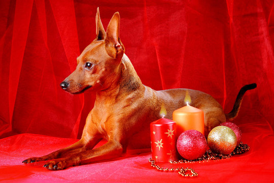 迷你杜賓犬在紅色背景。迷你杜賓犬（zwergpinscher；Min Pin）是一個小的狗的品種的犬