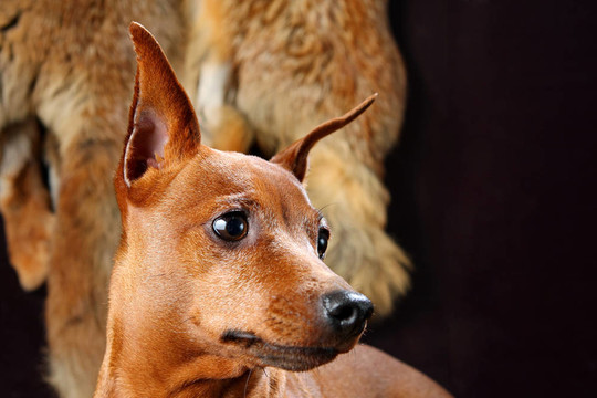 紅色的迷你杜賓犬