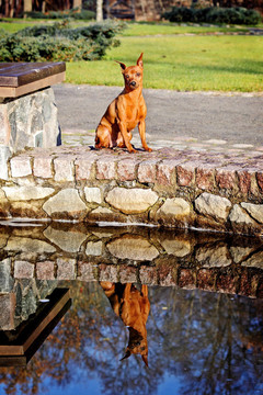 紅色的迷你杜賓犬