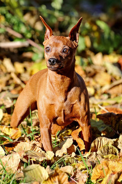紅色的迷你杜賓犬