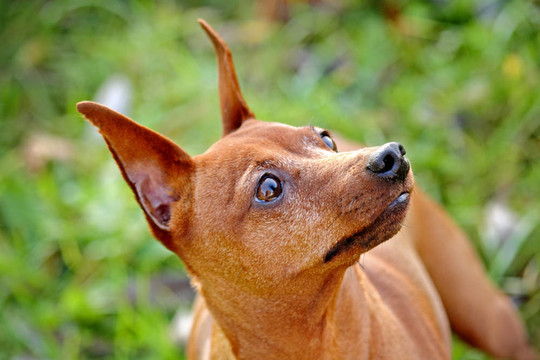 紅色的迷你杜賓犬