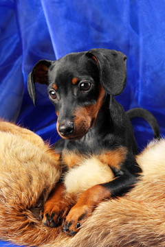迷你杜賓犬