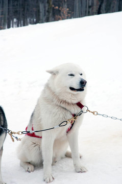 哈士奇雪橇犬