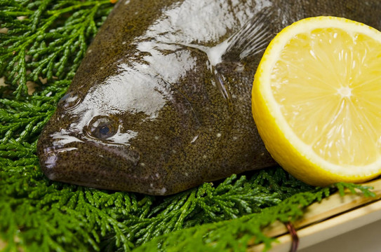 扁口魚
