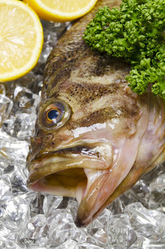 threestripe石斑魚(yú)