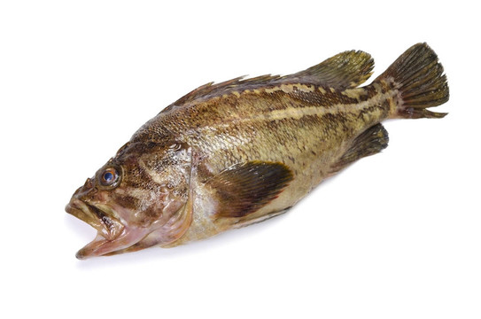 threestripe石斑魚