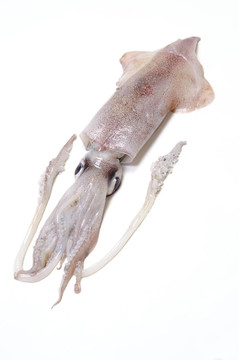 柔魚