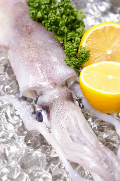 柔魚