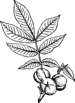 植物-?？评? style=