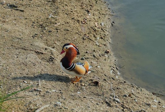 豐富多彩的家伙