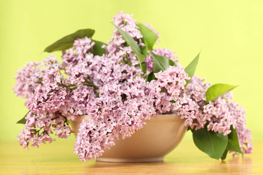 丁香花
