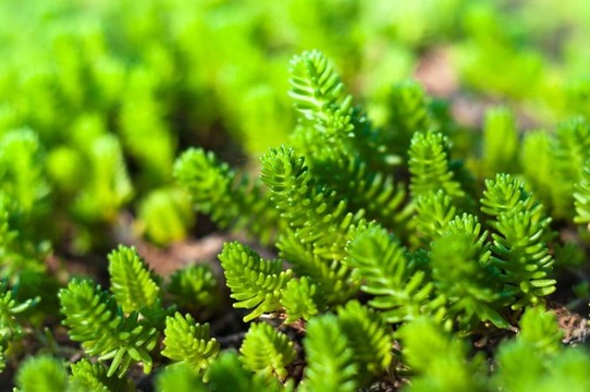 新鮮的綠色植物準(zhǔn)備生長