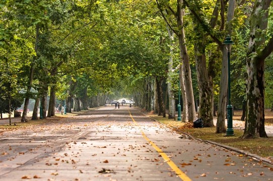 春天的公園之路
