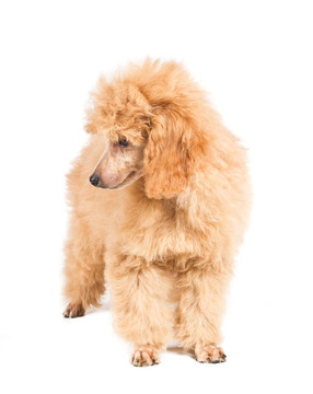 杏色貴賓犬的畫像在白色背景