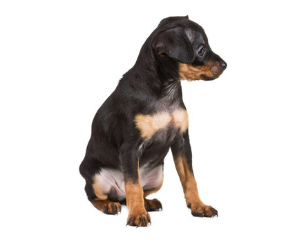 俄羅斯玩具獵犬在白色背景