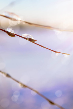 摘要春的背景與春天的雪柳樹(shù)枝條