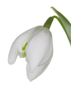 雪花蓮