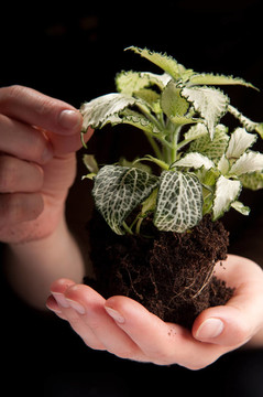 綠色植物女性手上黑色