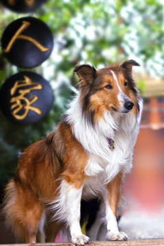 可愛(ài)的柯利牧羊犬站在院子門(mén)口等待