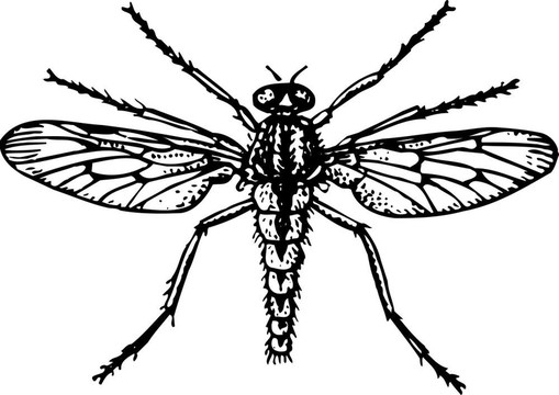 蚊子