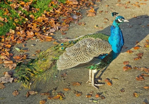 孔雀漫步在公園小巷