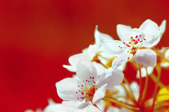 蘋(píng)果花