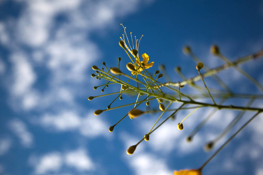 黃色小花決明