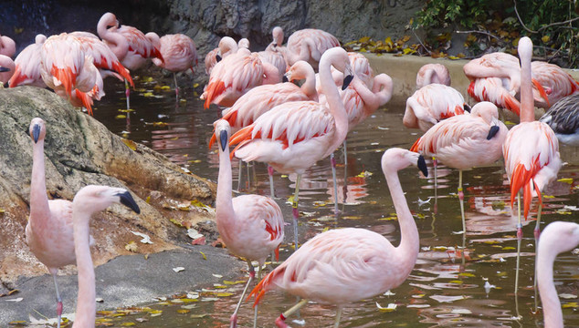 在一个秋天的池塘的粉红色的火烈鸟群