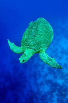 海綠色的海龜