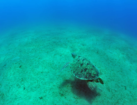 綠海龜（Chelonia mydas）