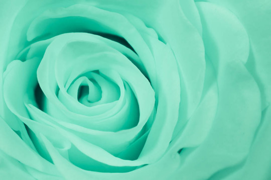 綠薔薇特寫