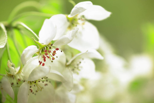蘋果花