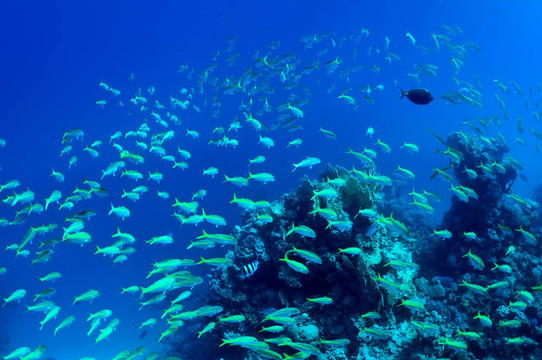 魚群