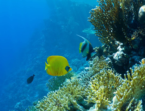 珊瑚和魚