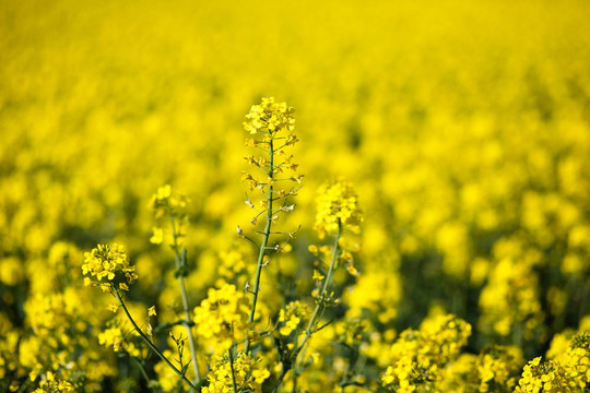 Colza（Brassica rapa）