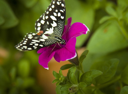 熱帶蝴蝶在花Heliconius charithonius