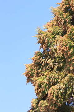 日本雪松藍(lán)天