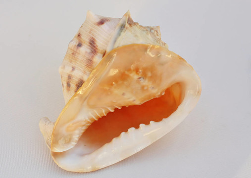 海貝殼