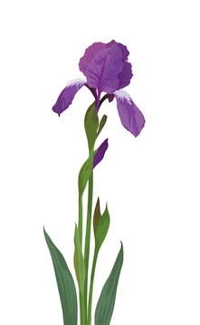 鳶尾花
