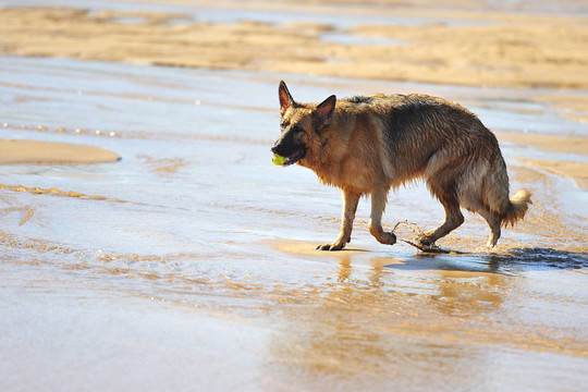 海灘上的德國牧羊犬