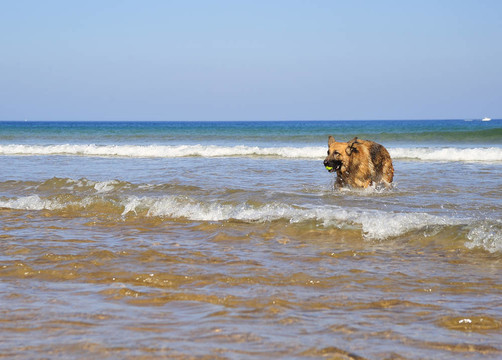 海灘上的德國牧羊犬