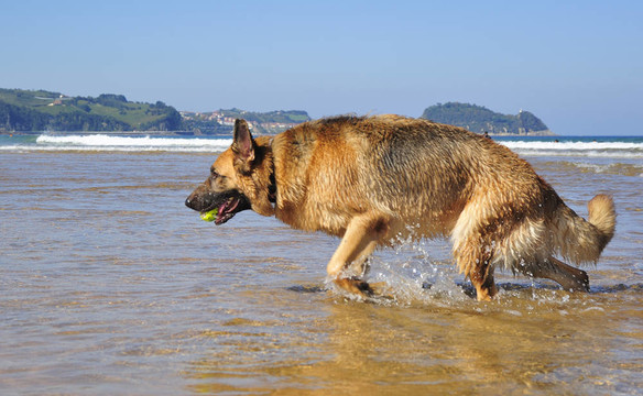 海灘上的德國(guó)牧羊犬