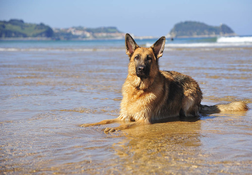 海滩上的德国牧羊犬