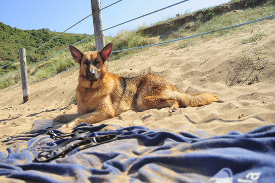 海灘上的德國牧羊犬
