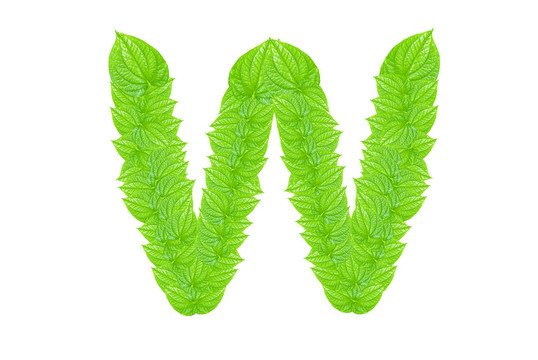 英語字母表由綠色的樹葉