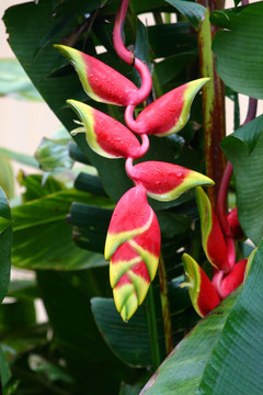 heleconia