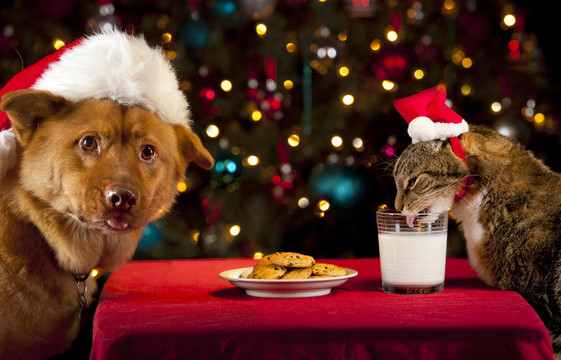 貓狗接管Santa的餅干和牛奶