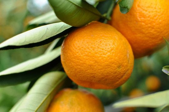 Tangerine夜店上的樹