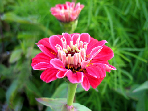 紅色的花
